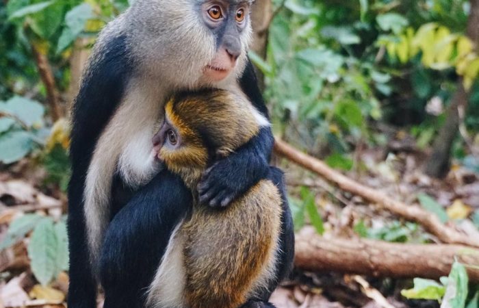 Boabeng-Fiema Monkey Sanctuary
