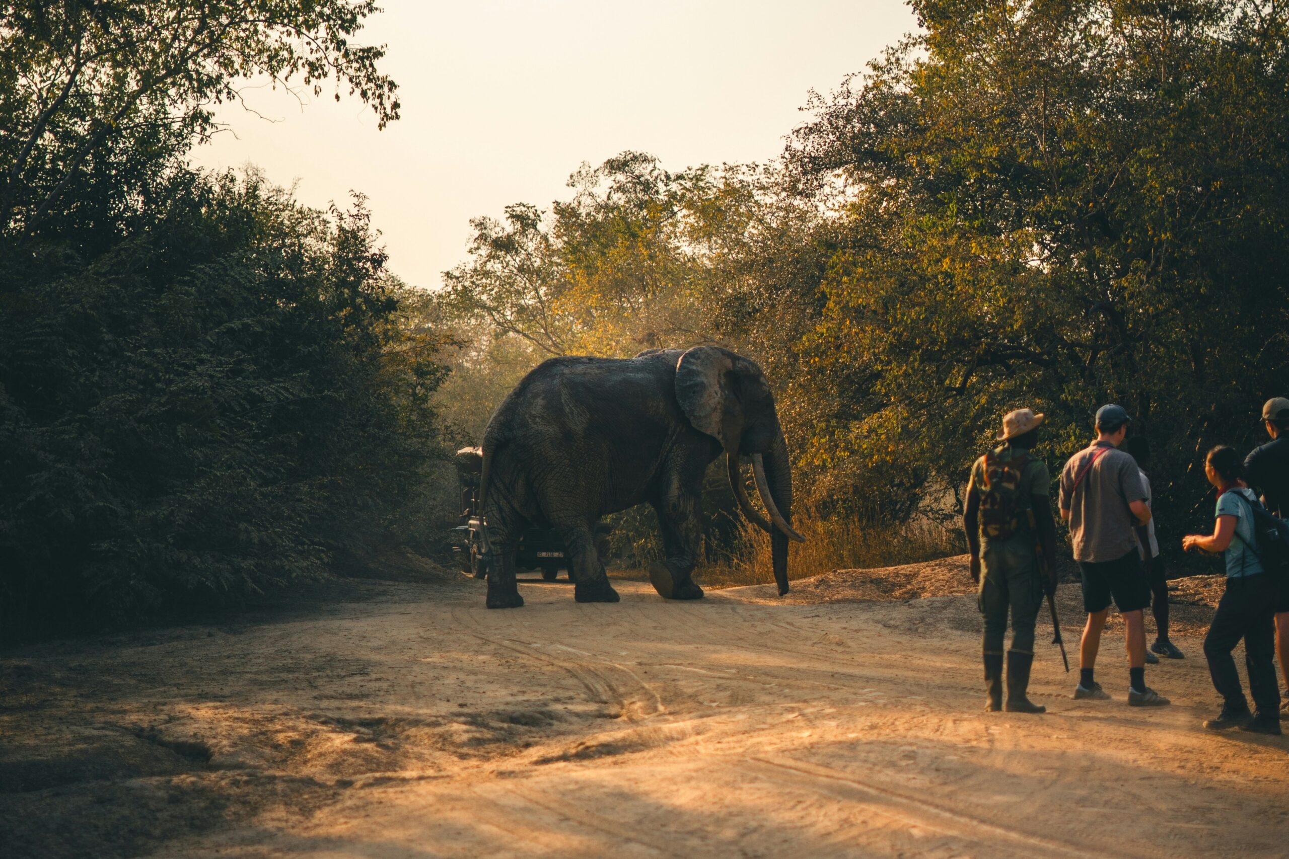 Mole National Park