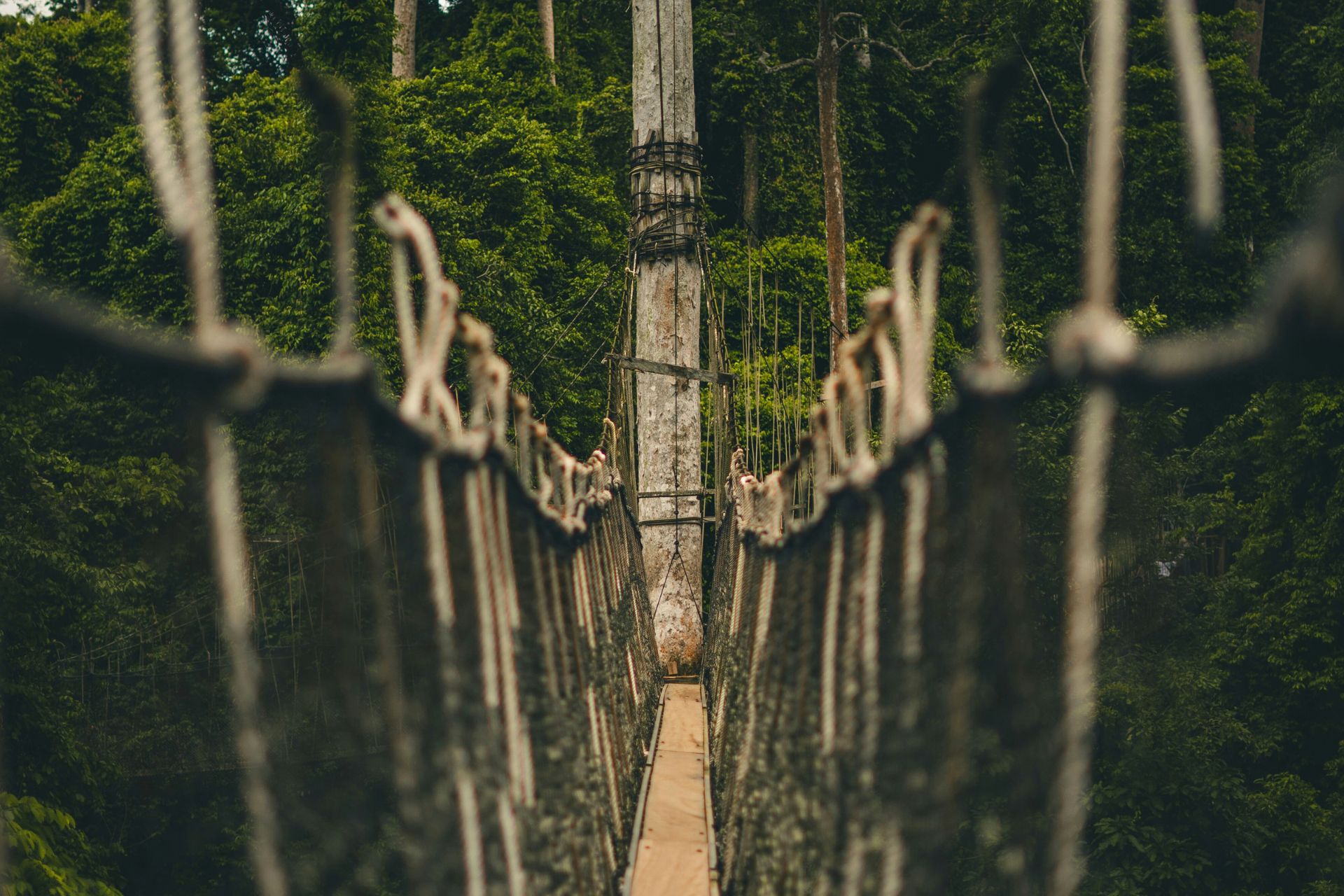 Acton Travel and Tours – Explore Ghana at Kakum canopy walkway in the Central Region.