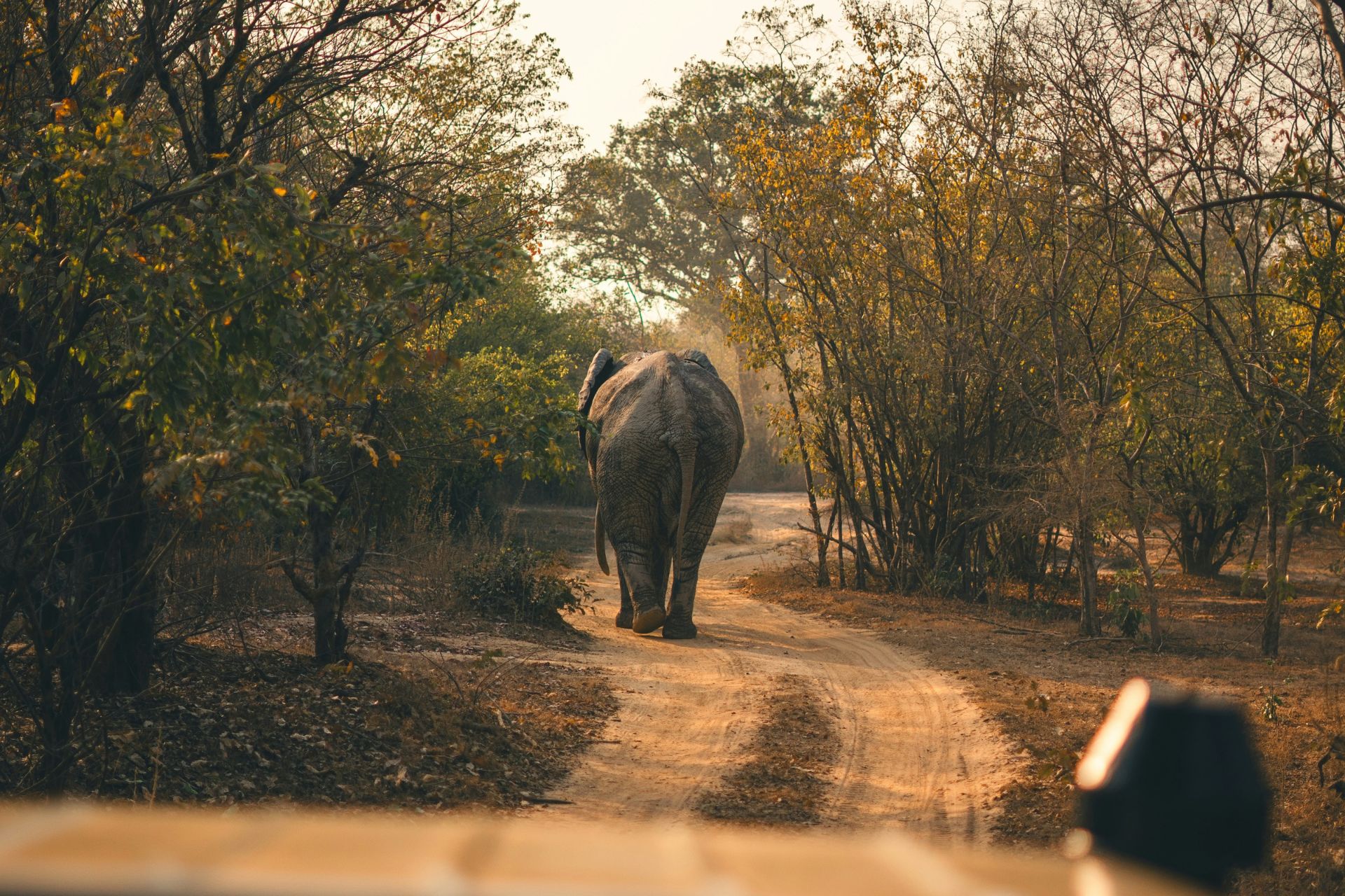 Acton Travel and Tours – Explore Ghana at Mole National Park, home to elephants and rich wildlife.